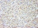 Detection of mouse MED18 by immunohistochemistry.