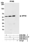 Detection of human SPF45 by western blot of immunoprecipitates.