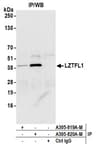 Detection of human LZTFL1 by western blot of immunoprecipitates.