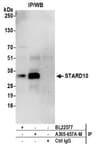 Detection of human STARD10 by western blot of immunoprecipitates.