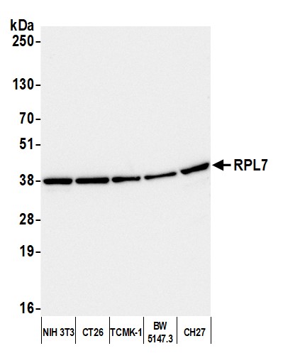 Detection of mouse RPL7 by western blot.