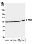 Detection of mouse RPL7 by western blot.
