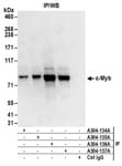 Detection of human c-Myb by western blot of immunoprecipitates.