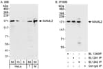 Detection of human and mouse MAML2 by western blot (h and m) and immunoprecipitation (m).