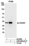 Detection of human OCIAD1 by western blot of immunoprecipitates.
