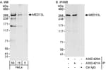 Detection of human MED13L by western blot and immunoprecipitation.