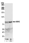 Detection of mouse ASH2 by western blot.