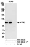 Detection of human MCTP2 by western blot of immunoprecipitates.