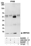 Detection of human MRPS36 by western blot of immunoprecipitates.