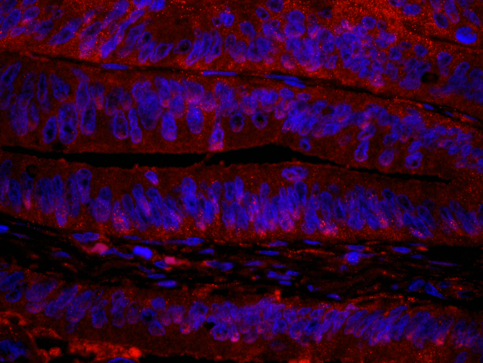 Rabbit anti-RanBP1 IHC Antibody