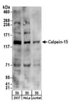 Detection of human Calpain-15 by western blot.