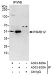 Detection of human PSMD12 by western blot of immunoprecipitates.