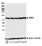 Detection of human BRD3 by western blot.