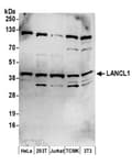 Detection of human and mouse LANCL1 by western blot.