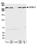 Detection of human GCN1L1 by western blot.