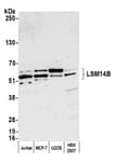 Detection of human LSM14B by western blot.