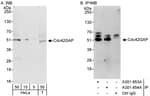 Detection of human Cdc42GAP by western blot and immunoprecipitation.
