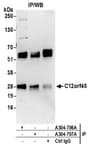 Detection of human C12orf45 by western blot of immunoprecipitates.