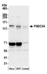Detection of human FNDC3A by western blot.