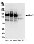 Detection of human and mouse UBAP2 by western blot.