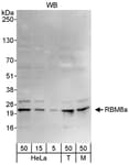 Detection of human and mouse RBM8a by western blot.