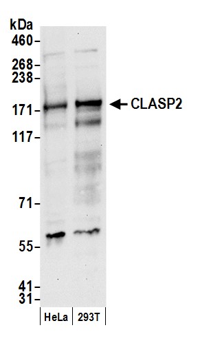 Detection of human CLASP2 by western blot.