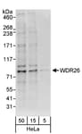 Detection of human WDR26 by western blot.