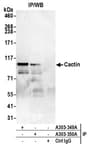 Detection of human Cactin by western blot of immunoprecipitates.