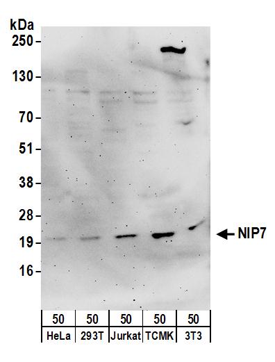 Detection of human and mouse NIP7 by western blot.
