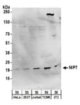 Detection of human and mouse NIP7 by western blot.
