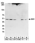 Detection of human, mouse and rat IDH1 by western blot.