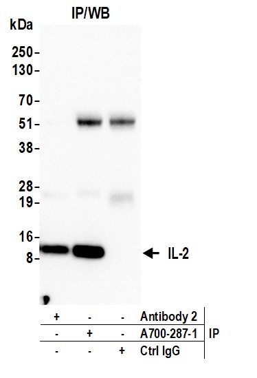 Rabbit Anti Il 2 Recombinant Monoclonal Antibody Blr287l Fortis Life Sciences 8615