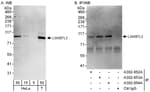 Detection of human L3MBTL3 by western blot and immunoprecipitation.