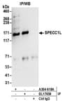 Detection of human SPECC1L by western blot of immunoprecipitates.