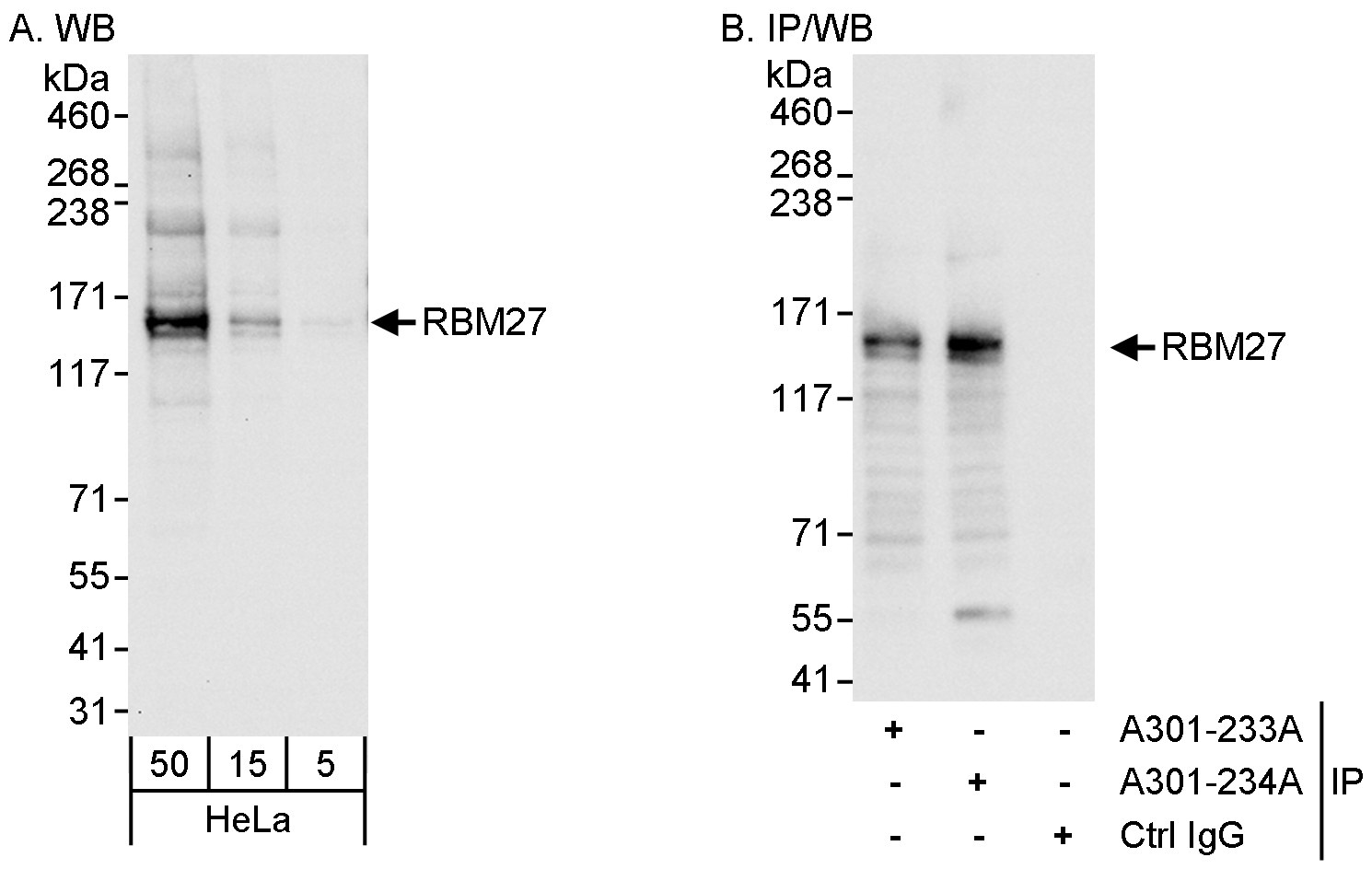 Detection of human RBM27 by western blot and immunoprecipitation.