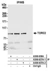 Detection of human TORC2 by western blot of immunoprecipitates.