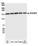 Detection of mouse SHANK3 by western blot.