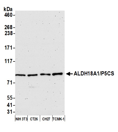 Detection of mouse ALDH18A1/P5CS by western blot.