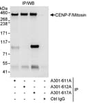 Detection of human CENP-F/Mitosin by western blot of immunoprecipitates.