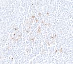 Detection of human LAMP3/DC-LAMP by immunohistochemistry.