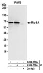 Detection of human Ric-8A by western blot of immunoprecipitates.
