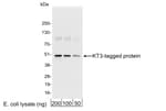Detection of KT3-tagged protein by western blot.