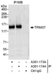 Detection of human TRIM37 by western blot of immunoprecipitates.
