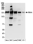 Detection of human and mouse Alsin by western blot.