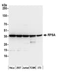 Detection of human and mouse RPSA by western blot.