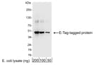 Detection of E-Tag-tagged protein by western blot.