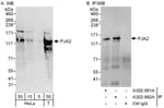 Detection of human PJA2 by western blot and immunoprecipitation.