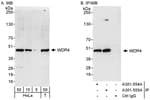 Detection of human WDR4 by western blot and immunoprecipitation.