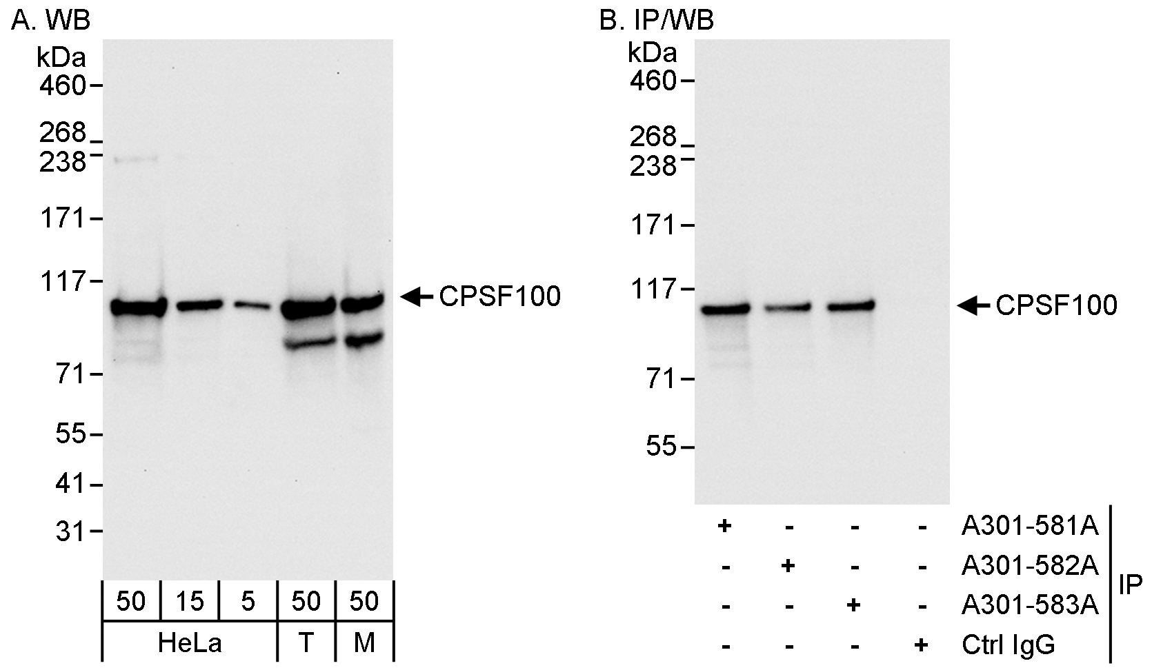 Detection of human and mouse CPSF100 by western blot (h&amp;m) and immunoprecipitation (h).