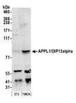 Detection of mouse APPL1/DIP13alpha by western blot.